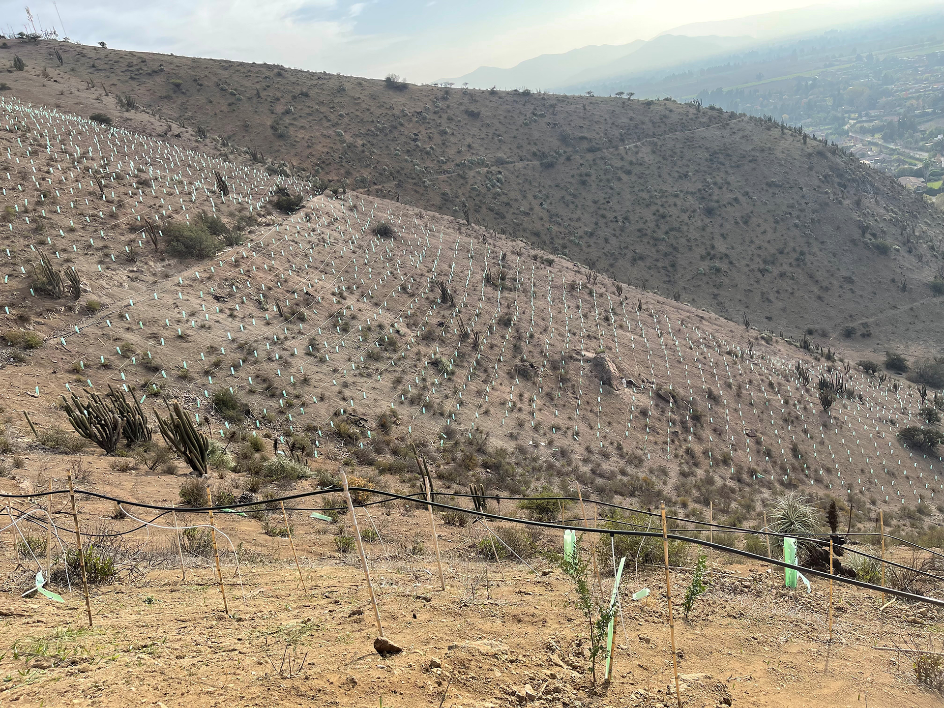 Obras de Reforestación a gran escala para Compensaciones y Rehabilitación Ambiental