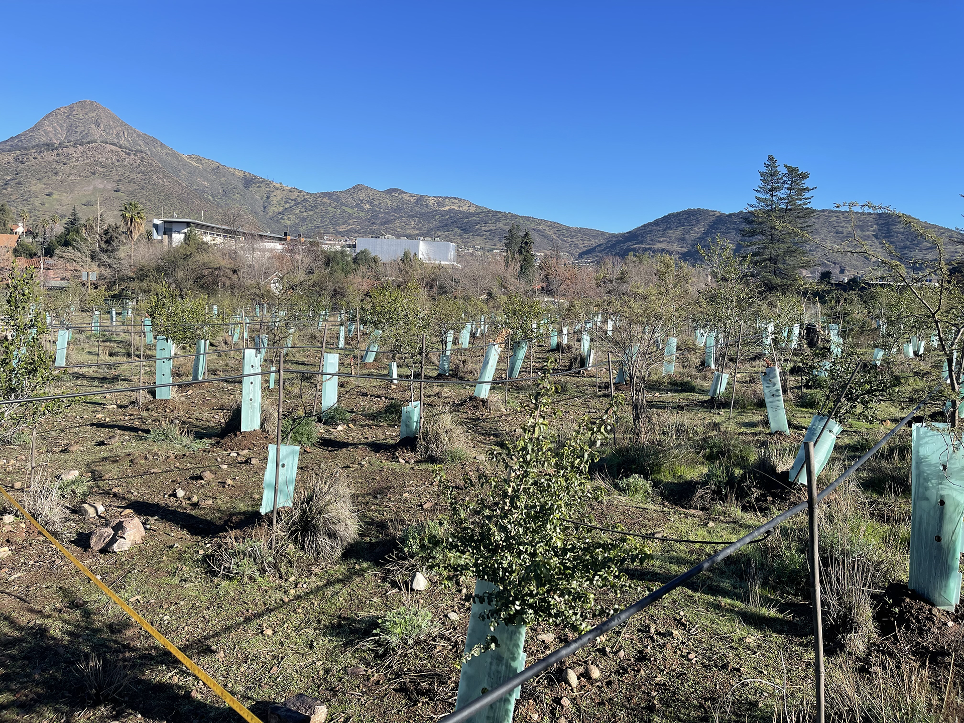 Compensaciones y Obras de Vegetación: Plantación para Compensaciones Ambientales y Mitigación