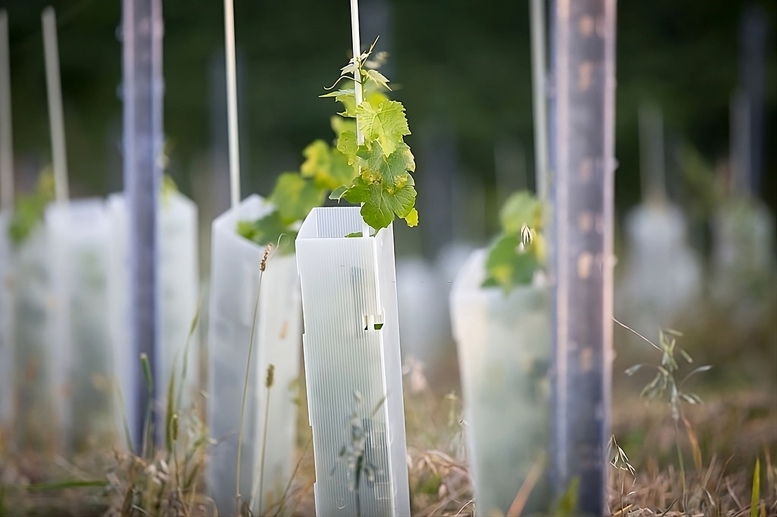 Vegetación plantada y protegida: Parte de Obras Ambientales para Restauración y Mitigación
