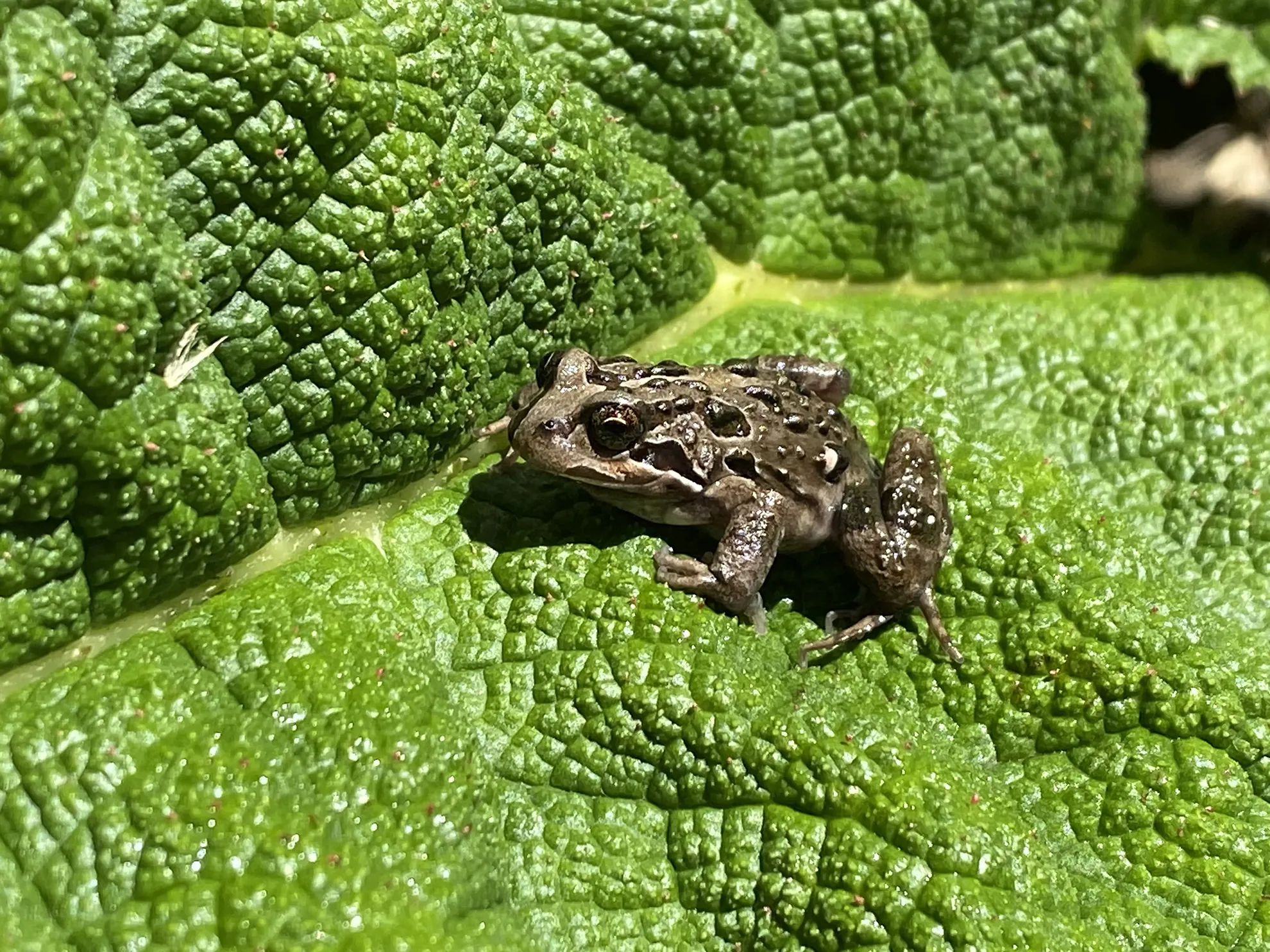 La rana, parte de la fauna de vertebrados. Clave para Líneas de base y Monitoreo de Vida Silvestre