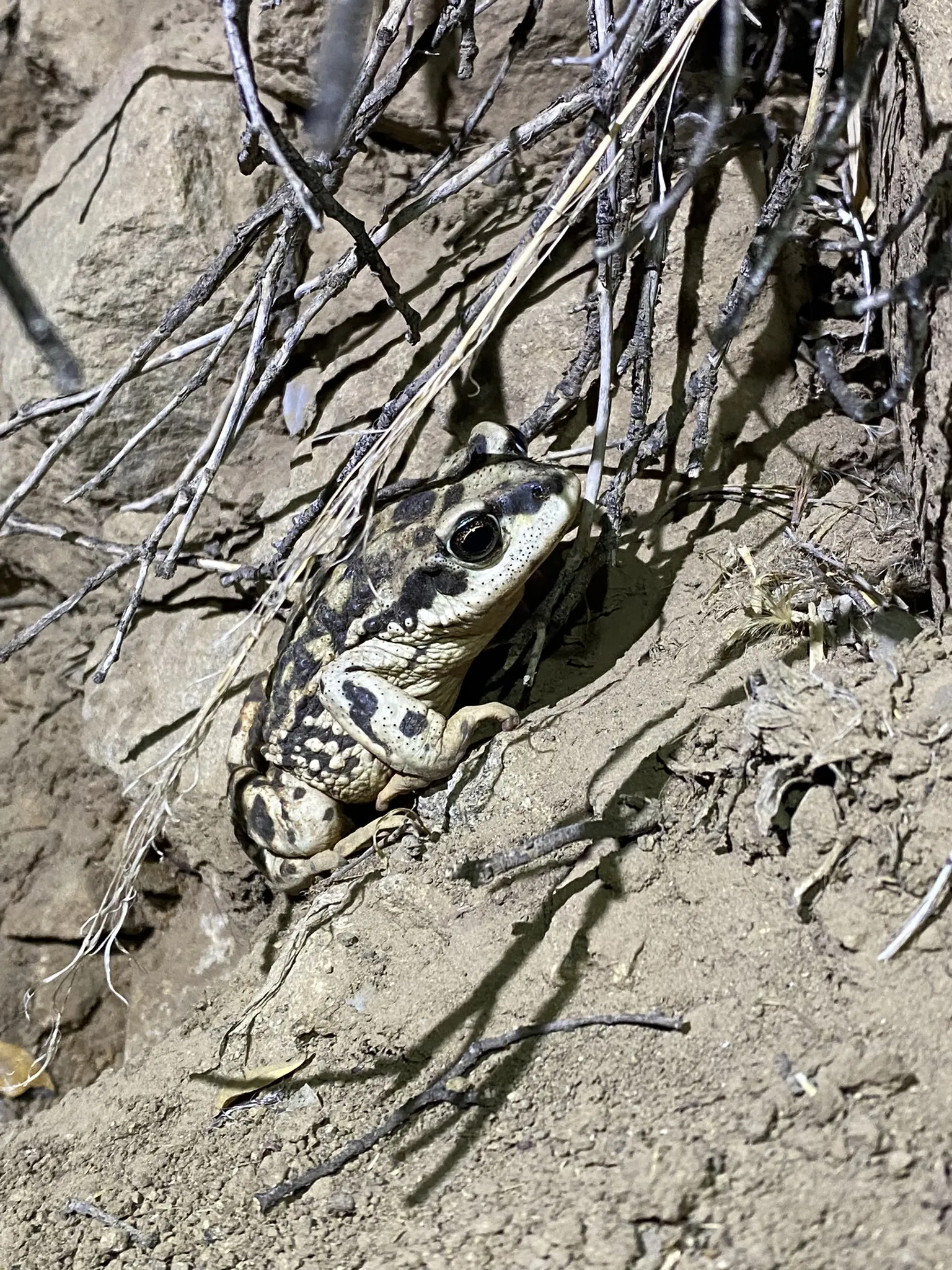 Anfibio terrestre en su entorno. Esencial para la Conservación y Monitoreo de Vida Silvestre en hábitats
