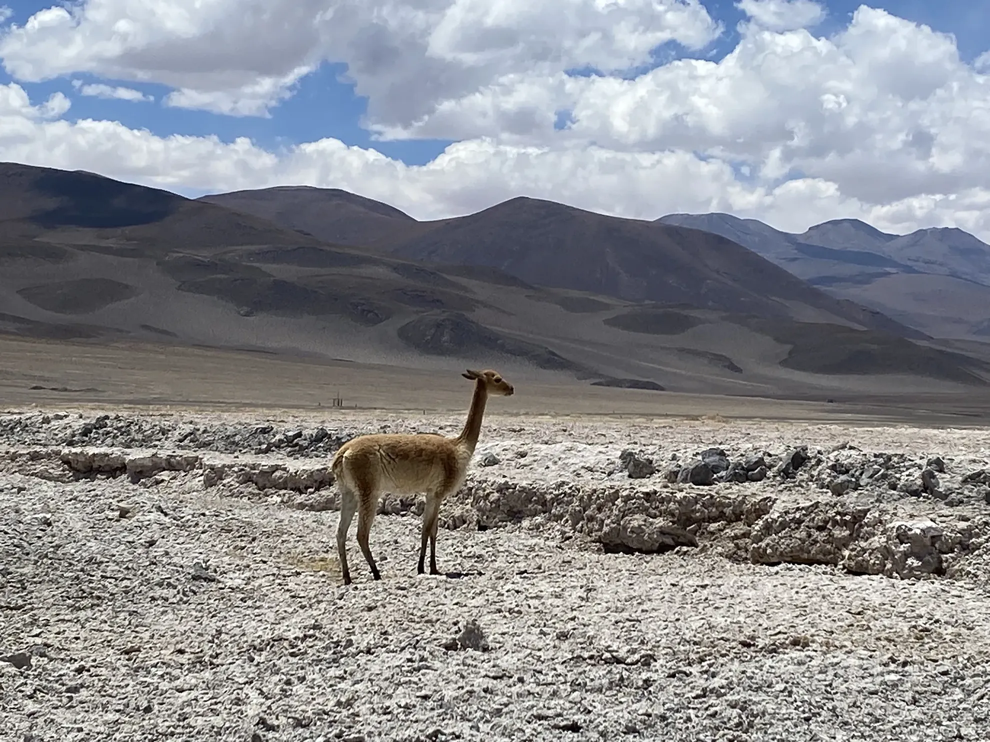 Una Vicuña en su hábitat árido. Importante para el Estudio y Conservación de especies de Fauna Terrestre