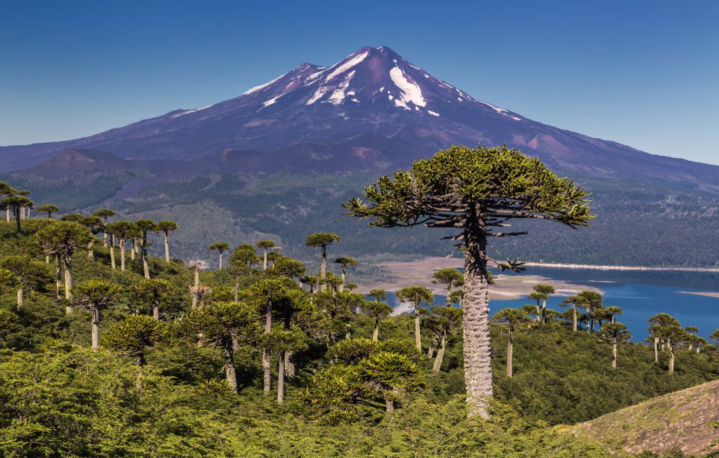 Bosque de Araucarias cerca del Lago Conguillío y Volcán Llaima. Para Evaluación y Manejo Forestal