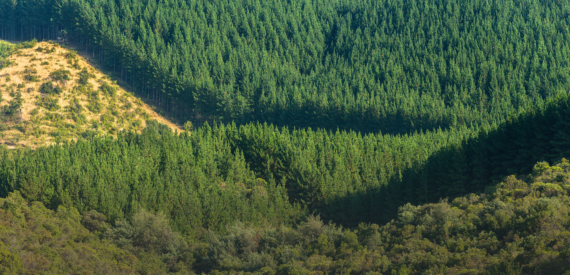 Activo forestal gestionado: Manejo Forestal, Planificación y certificación para activos sostenibles