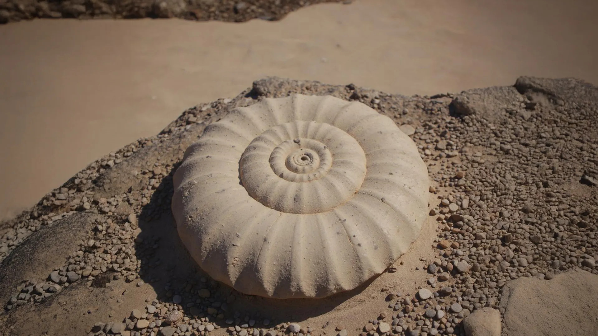 Ejemplar fósil de amonita en roca arenosa, relevante para caracterización y análisis paleontológico conforme al SEIA