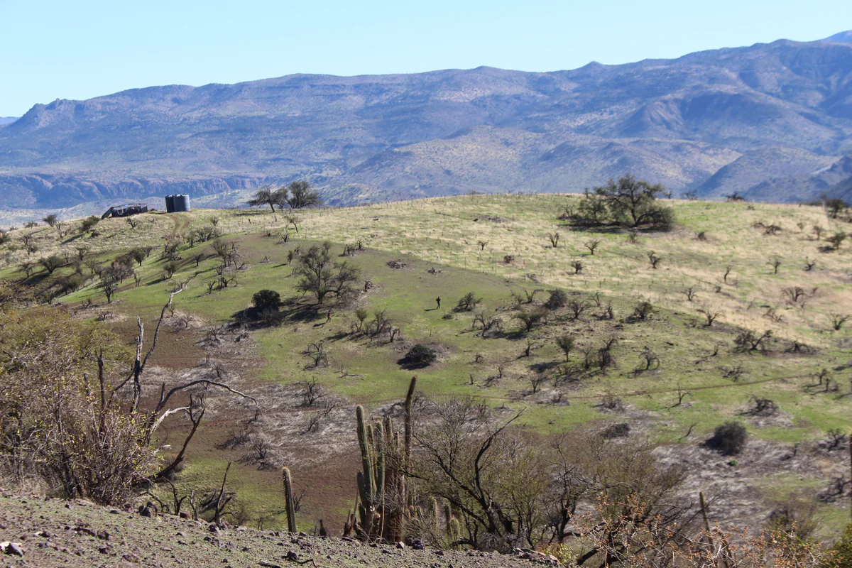 Infraestructura forestal — Chacabuco