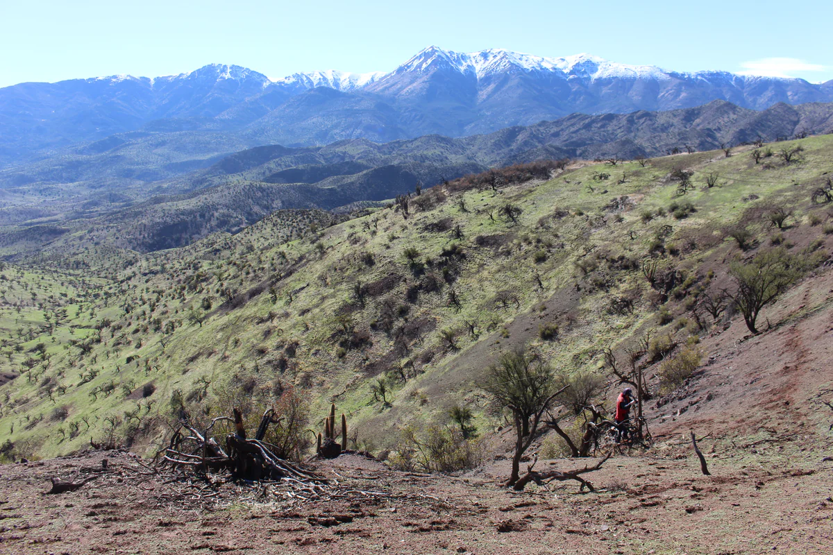 Compensación forestal — Chacabuco