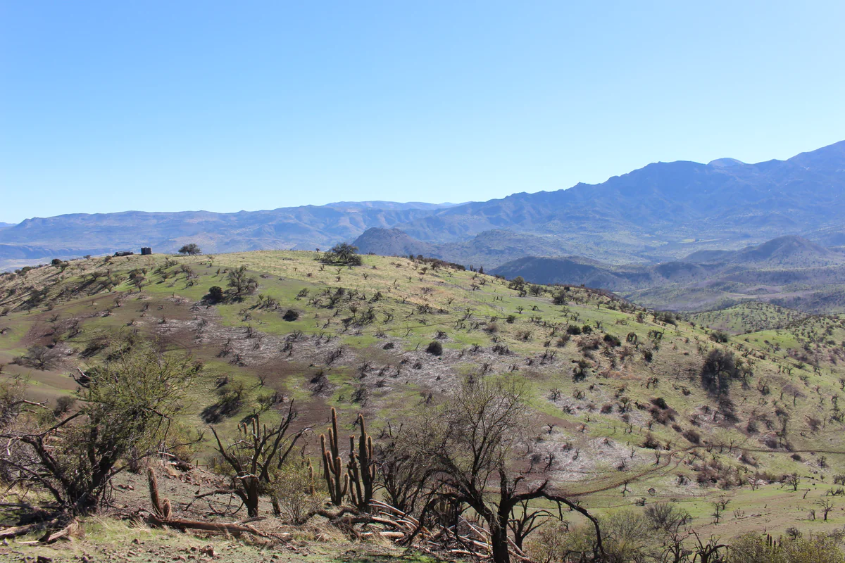 Plantación — Fundo Chacabuco