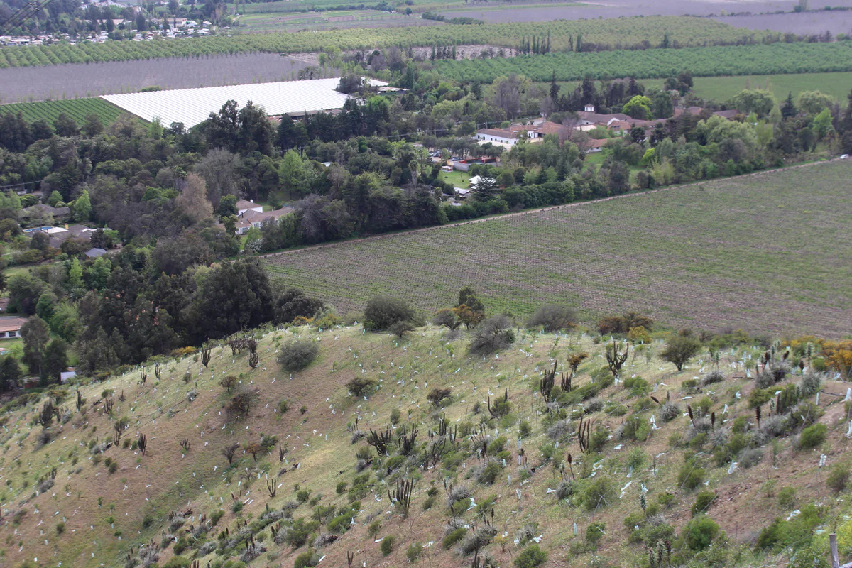 Plantación — Fundo Lonquén