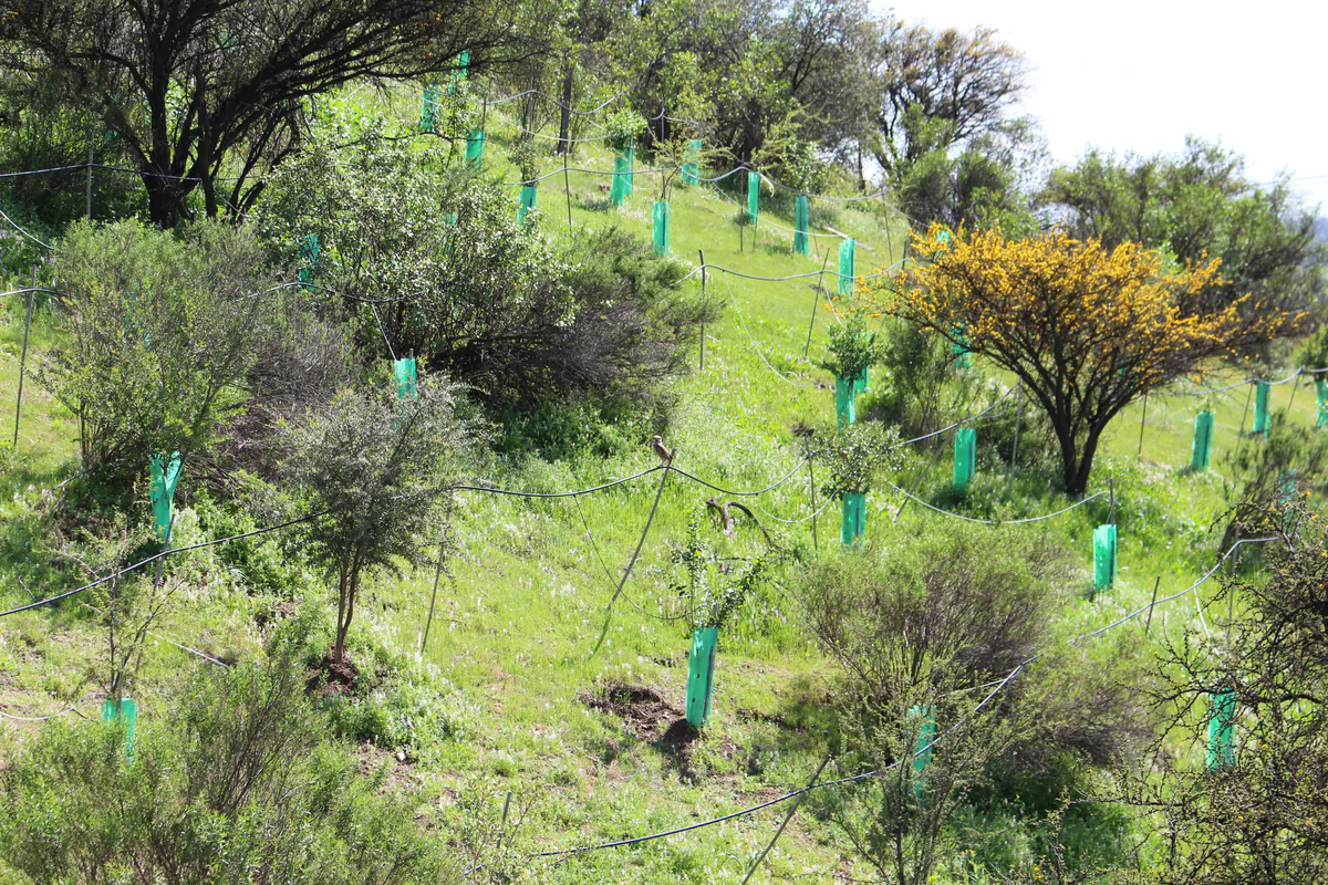 Área forestada — Fundo Lonquén