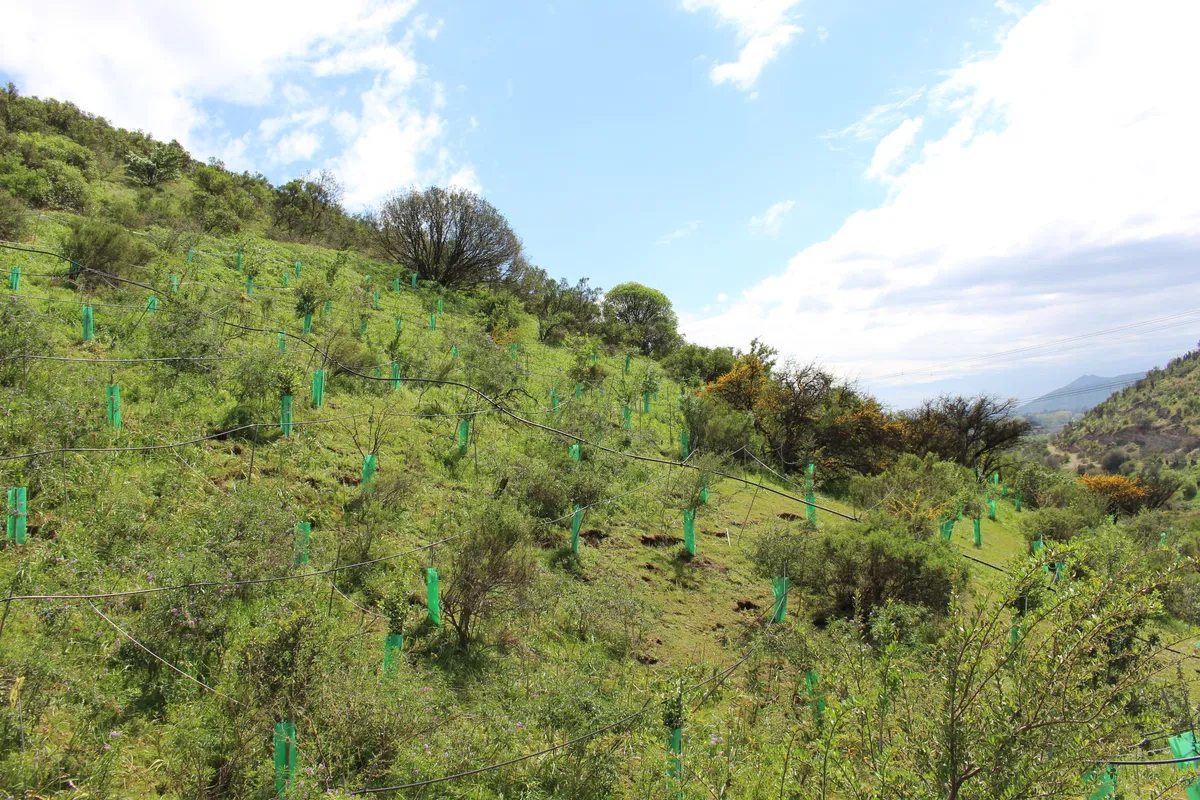 Reforestación — Fundo Lonquén